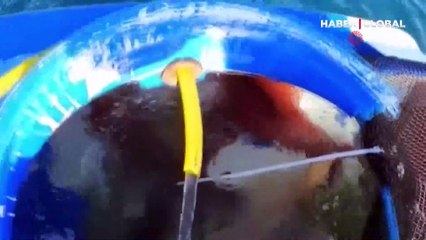 Yunanlılar Türk balıkçı teknesini taciz etti! O anlar kamerada