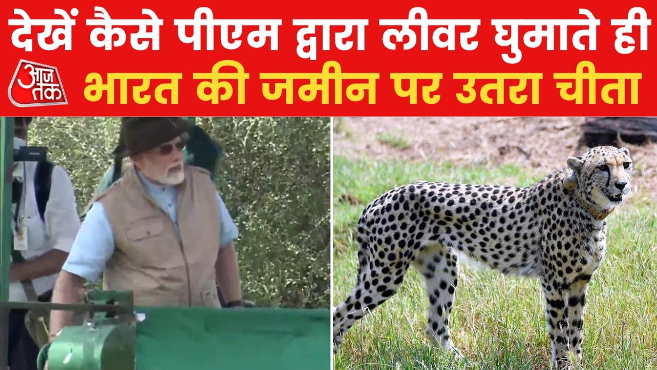 The moment when cheetahs stepped on Indian soil after years