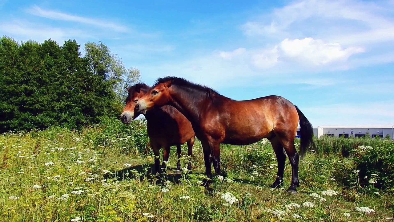4K African Animals Pilanesberg Game Reserve - Wildlife & Animals of Africa With Real Sounds - 4K