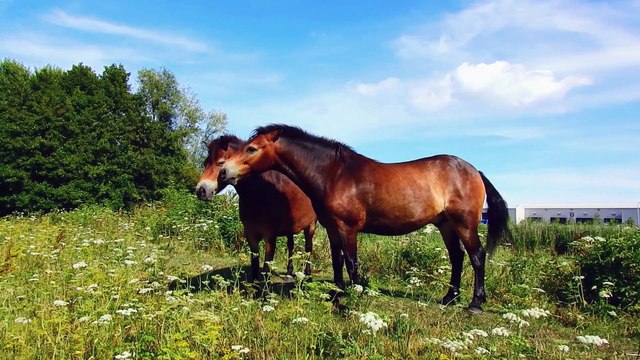 4K African Animals Pilanesberg Game Reserve - Wildlife & Animals of Africa With Real Sounds - 4K
