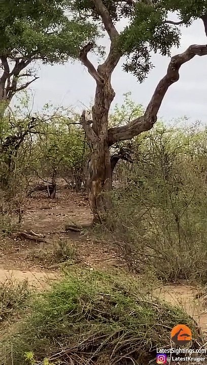 Leopard Strikes Buck From Tree