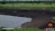 Crocodile Catches Cheetah