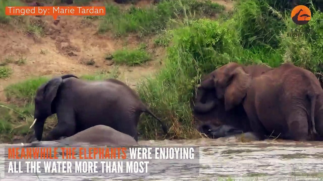 Animals vs Floods