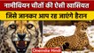Cheetah In India: नामीबियन चीतों की ये बातें हैरान करेंगी | Kuno National Park | वनइंडिया हिंदी*News