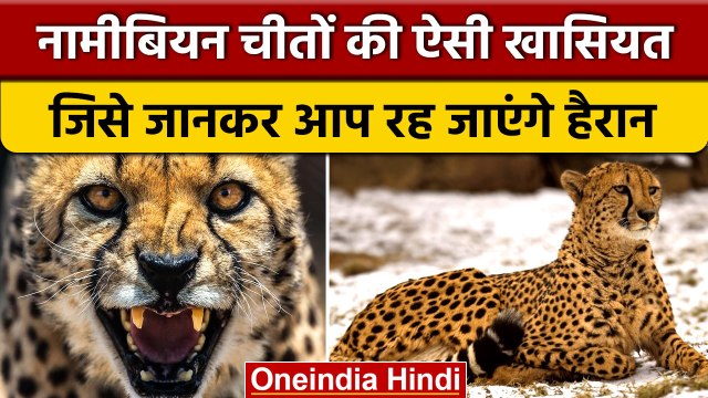 Cheetah In India: नामीबियन चीतों की ये बातें हैरान करेंगी | Kuno National Park | वनइंडिया हिंदी*News