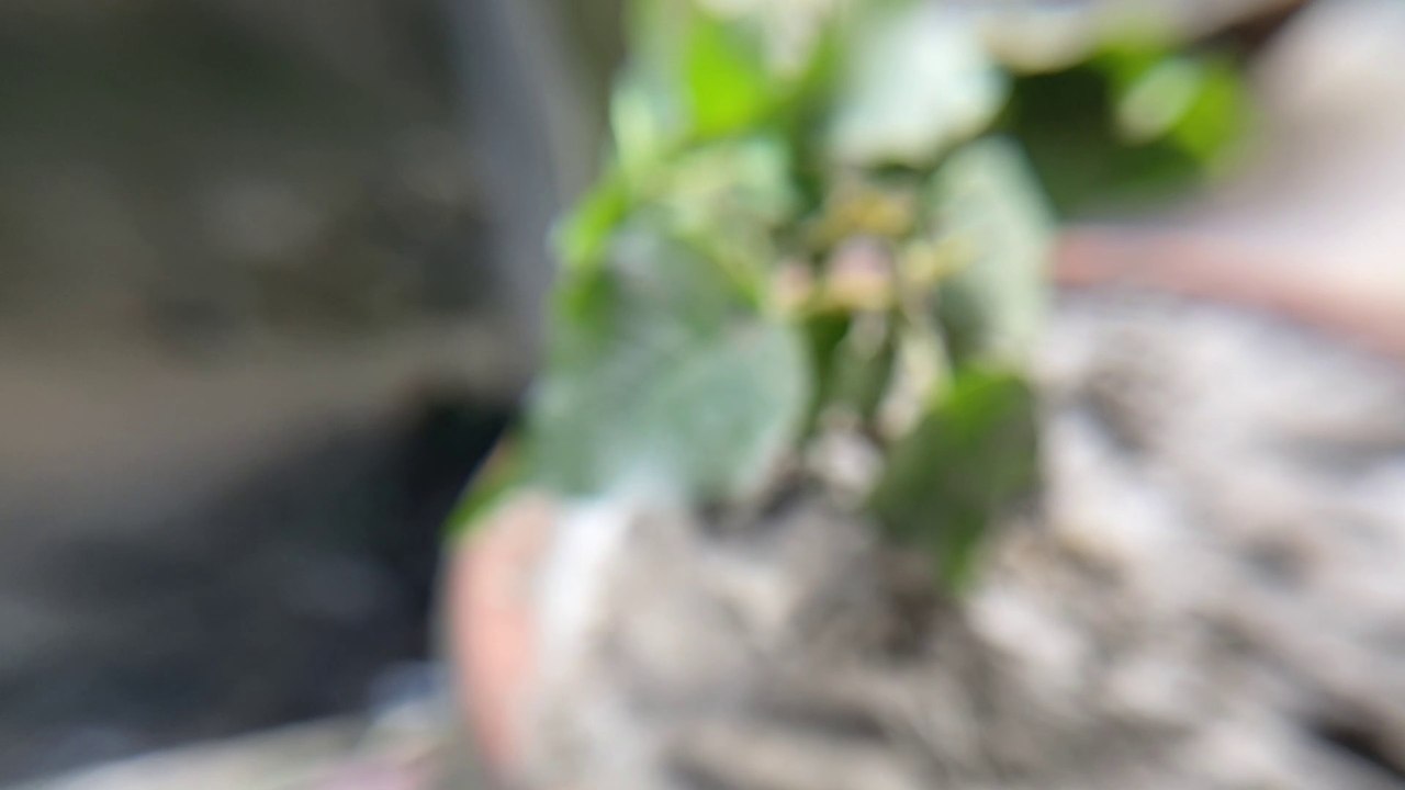 Neturala video