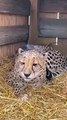 After 75 years, cheetahs stepped on the soil of India
