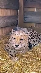 After 75 years, cheetahs stepped on the soil of India