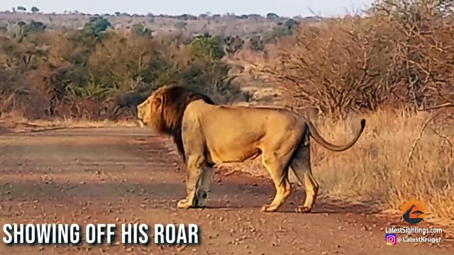 Crocodile Fights and Eats Crocodile (2)
