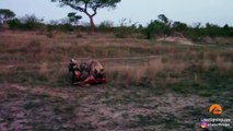 PREGNANT IMPALA vs LEOPARD vs WILD DOGS vs HIPPOS vs HYENA