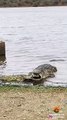 Crocodile Fights and Eats Crocodile