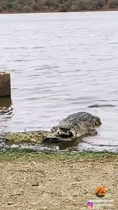 Crocodile Fights and Eats Crocodile