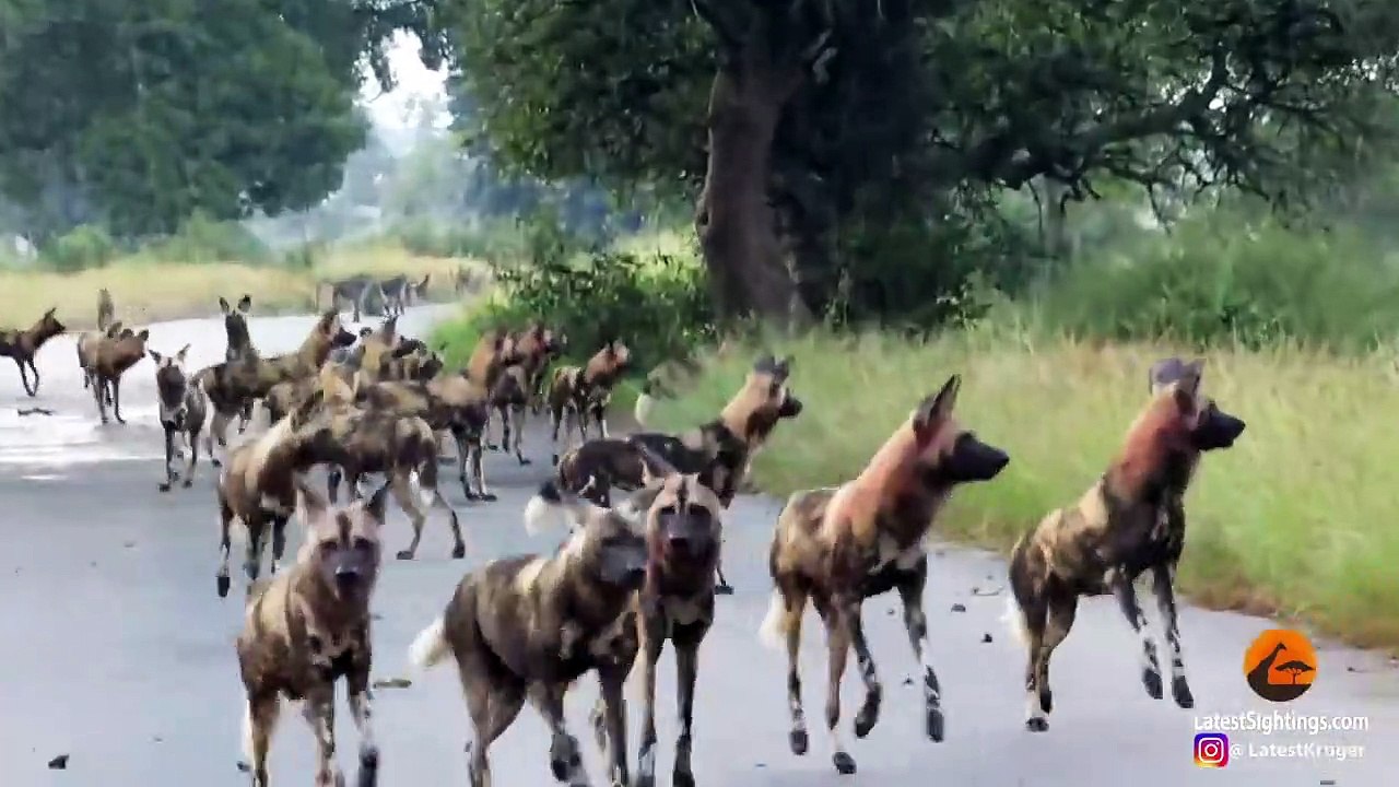 20 Wild Dogs Trap 1 Baboon