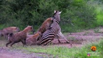 HYENAS EAT ZEBRA ALIVE WHILE IT TRIES TO ESCAPE