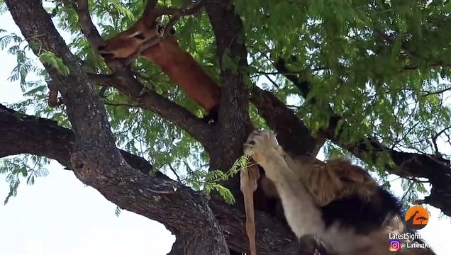 DEAD IMPALA TORMENTS MALE LION
