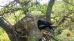 LEOPARD STEALS BABY BIRD FROM NEST