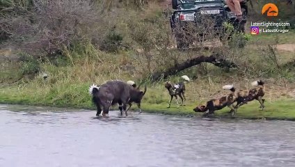 Buck Fighting Wild Dogs & Hippos Gets Caught by Crocodile