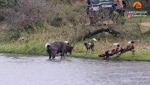 Buck Fighting Wild Dogs & Hippos Gets Caught by Crocodile