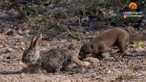 Mongooses Tear Baby Hare Apart