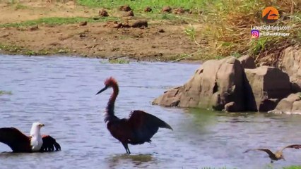 3 Hungry Birds & Crocodile Fight Over 1 Fish