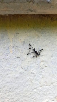 Black ants teamwork in India