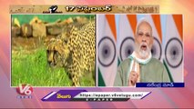 PM Modi Released 8 Cheetahs In Madhya Pradesh National Park _ V6 News