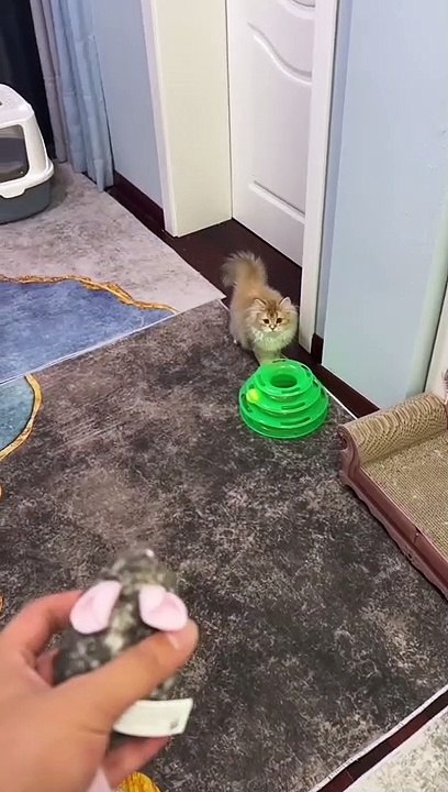 Wait for end  #cat #cats #catsofinstagram #of #catstagram #catlover #instagram #catlife #catlovers #instacat #kitten #kitty #love #cute #meow #pet #dog #catoftheday #pets #kittens #gato #animals #animal #world #cutecat #catlove #gatos #petsofinstagr