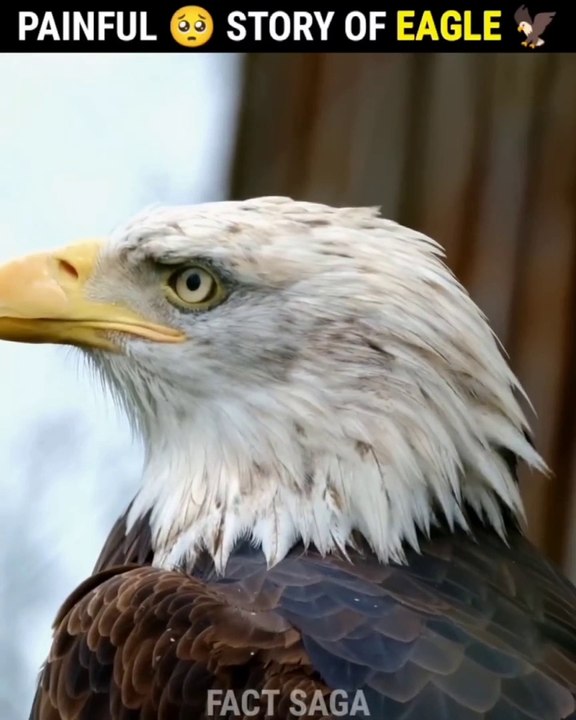 jke | Painful story of eagle   ।  Eagle story    ।  #shorts