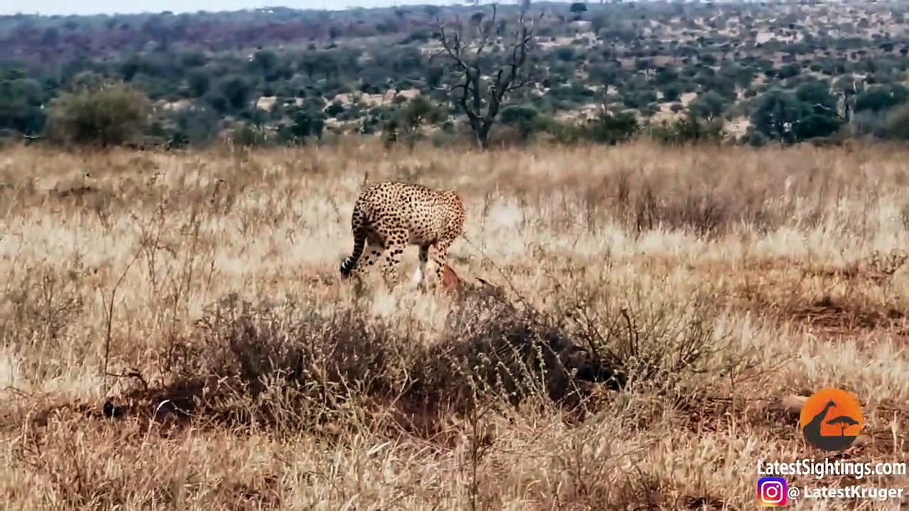 Family of Warthogs Steal and Eat Cheetah's Meal