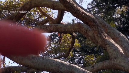Leopard Feeding on Waterbuck & Impala! (2)