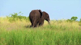 Elephant -video 2