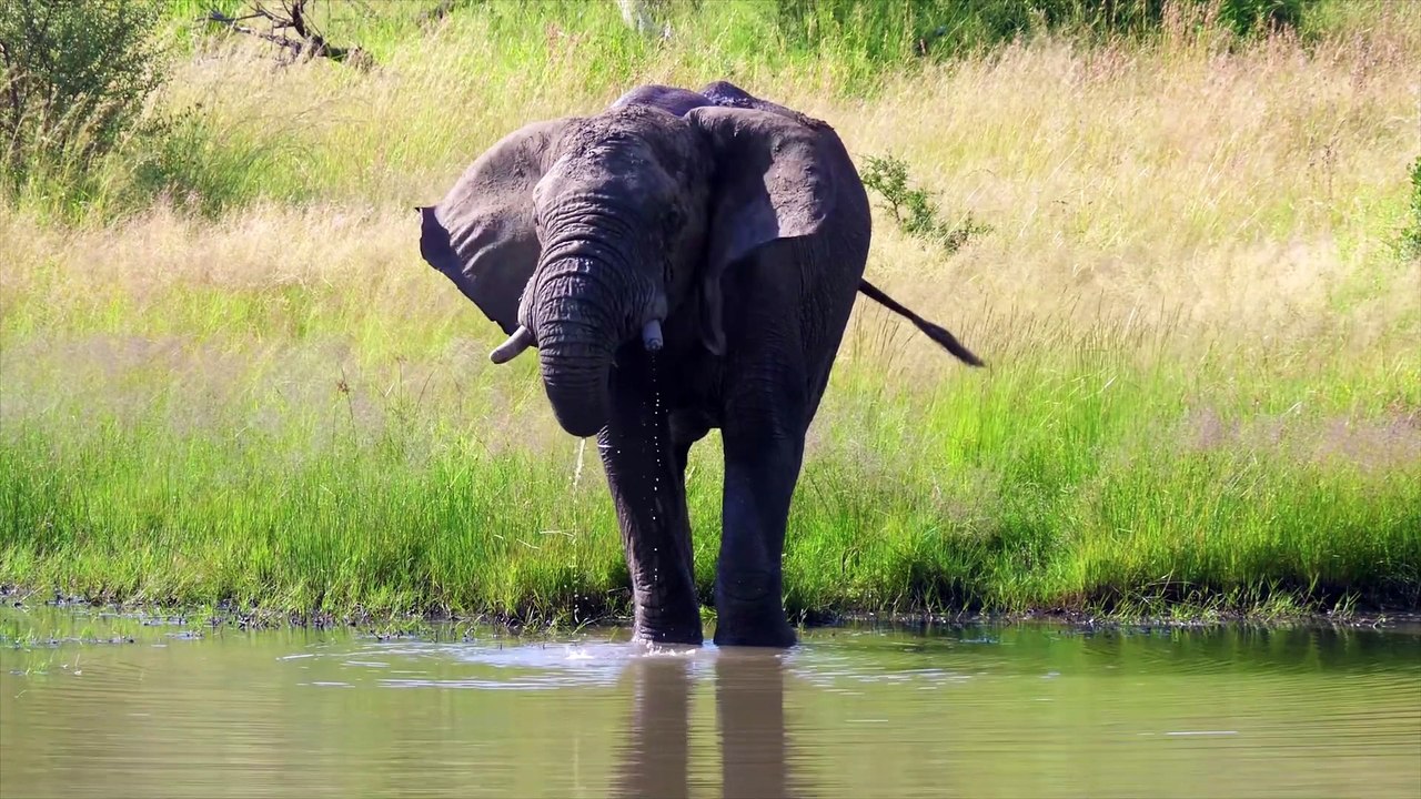 Elephant new video0