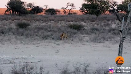 Hyena Walks Right Into 3 Male Lions