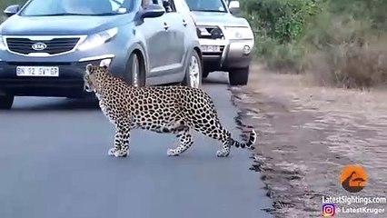 Leopard Teaches Cubs How to Cross the Road