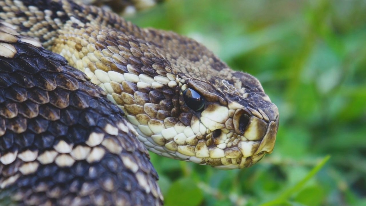 Snake bite