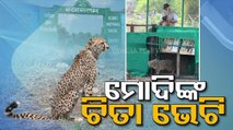 Cheetahs back on Indian soil after 70 years