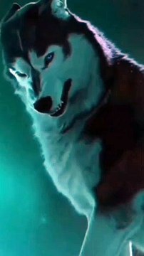 Animals grow up || animals transformation