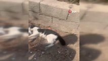 Hatay gündem: Hatay'ın Arsuz ilçesinde sokak kedileri zehirlendi
