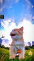 Wow So Sweet Little Cat Videos 2022 | Cute Pie Baby Cat Videos | Cute Animals Yt