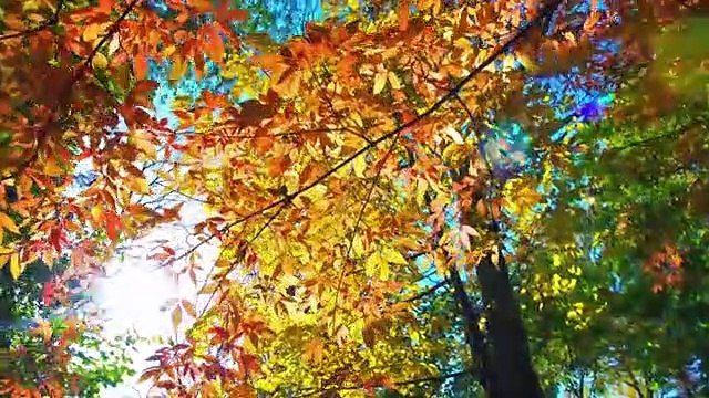 Beau piano relaxant - musique apaisante, musique de méditation, musique de sommeil relaxante