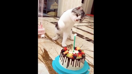 Kucing lucu gemesin | Chocorama