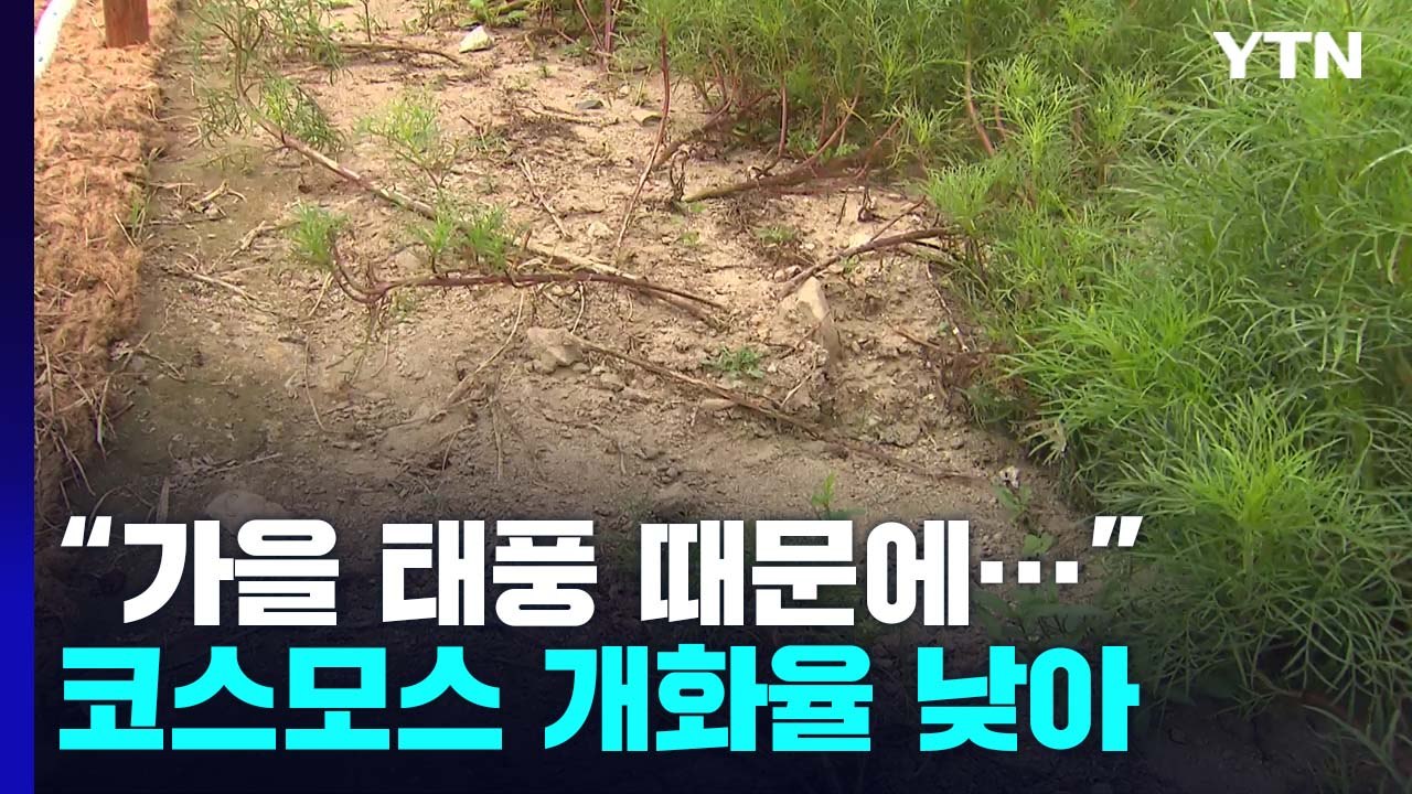 코스모스 개화율 겨우 5%..."가을 태풍 때문에" / YTN