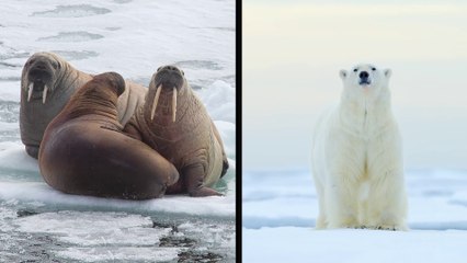 How do polar animals survive the cold_