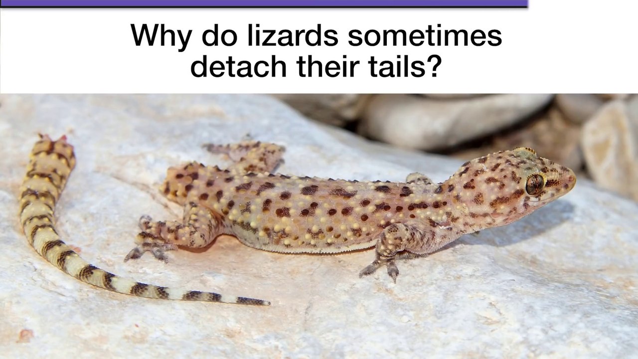 How do lizards regrow their tails Mystery Science - video Dailymotion