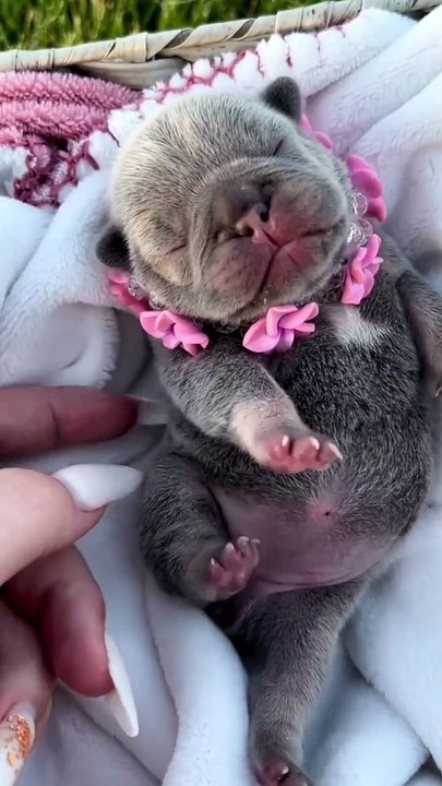 Cute Puppy