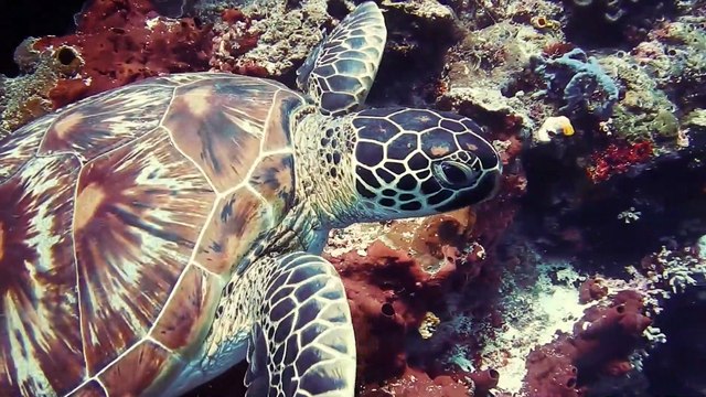 FUNNY VIDEO. MOST FUNNY VIDEOS. FUNNY TURTLE. TURTLE. FUNNY KING