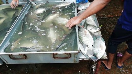 Everything is Fish | All about Fish | Best Fish Video | Fish Video Online | YouTube Fish Video