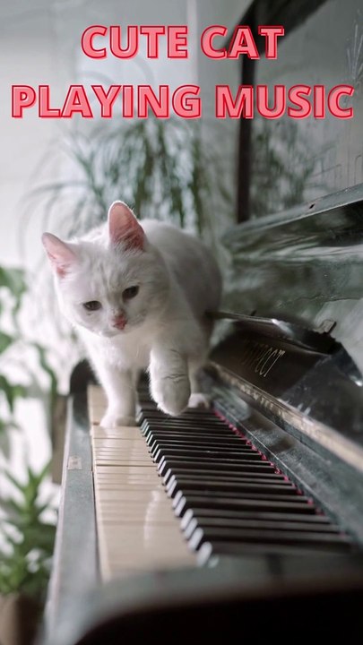 CUTE CAT PLAYING MUSIC