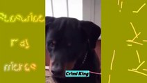 Funny video -6। crimi king video channel. Cat Funny Video. funny video animal. crimi king funny video. animals funny video. cat video