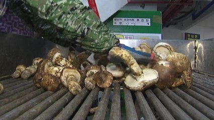 '가을의 보물' 자연산 송이 제철...채취량 늘어 가격 하락 / YTN